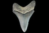 Serrated, Juvenile Megalodon Tooth - Georgia #90826-1